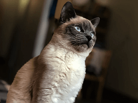 Siamese