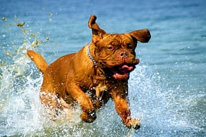splash
