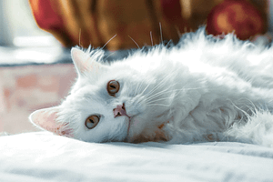 Turkish Angora