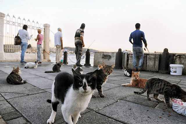 cats